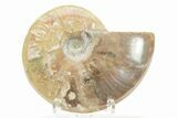 Polished Cretaceous Ammonite (Cleoniceras) Fossil - Madagascar #216048-1